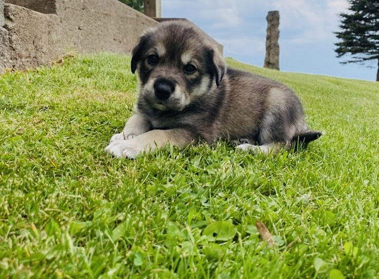 Balto