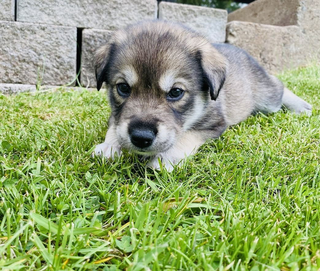 Balto