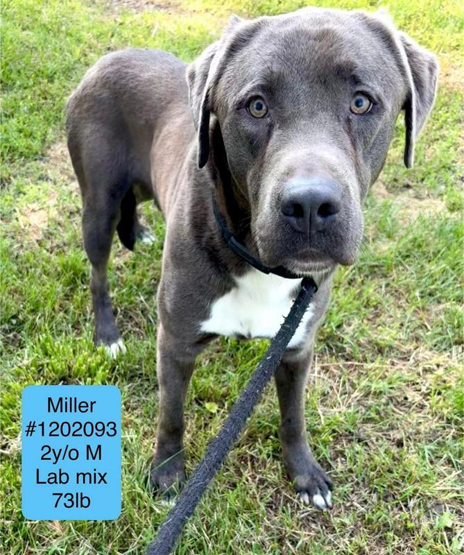 Miller