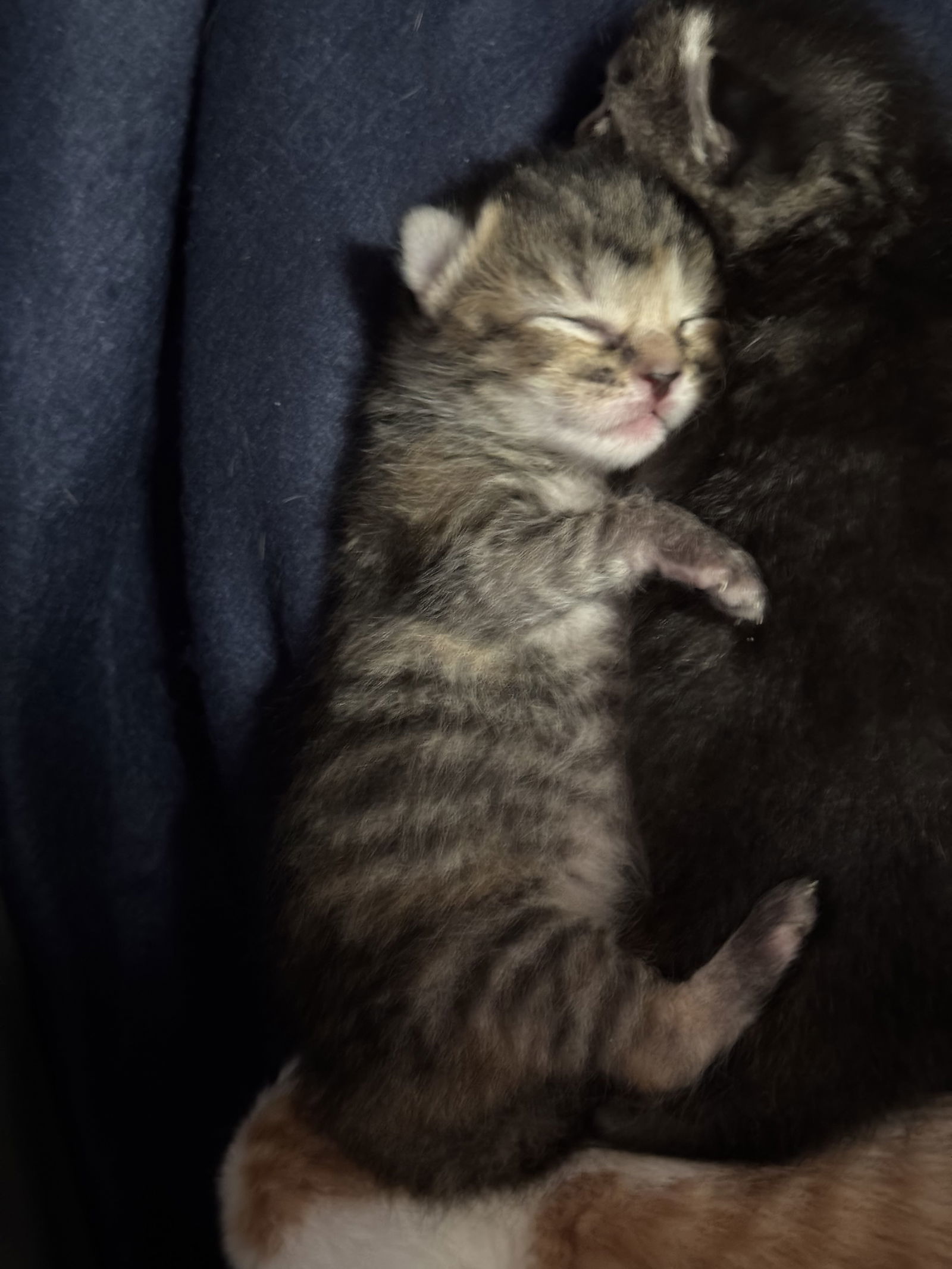 Cleocatra