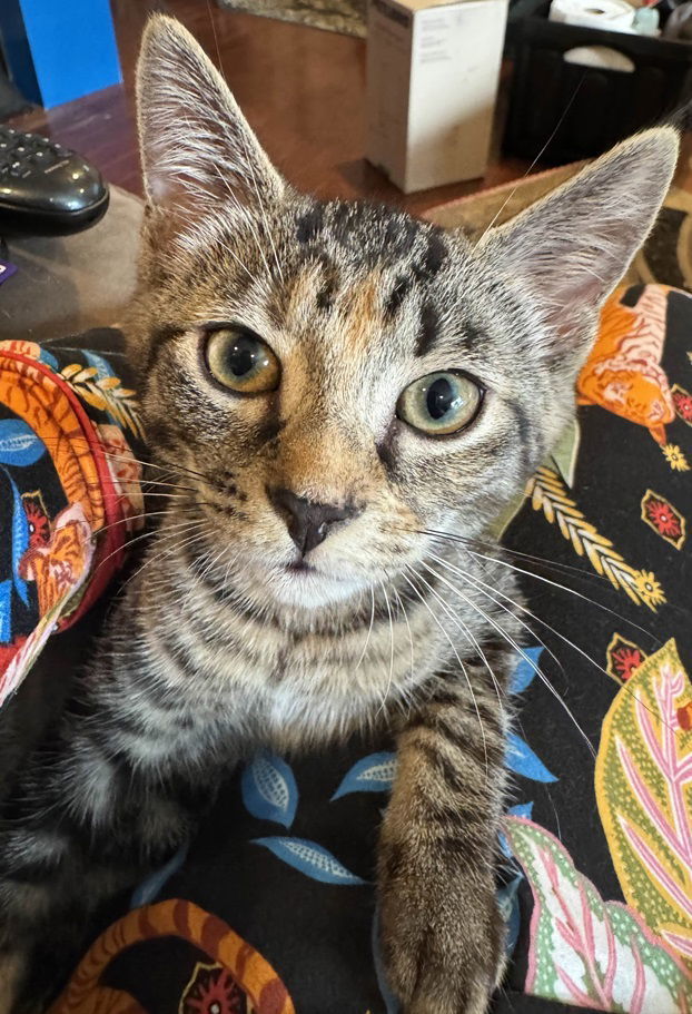 Amadeus Meowzart