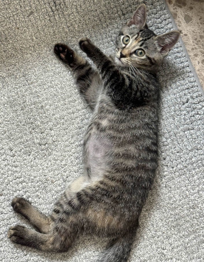 Amadeus Meowzart