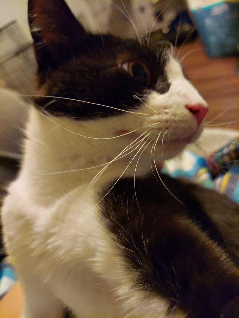 Sarabi