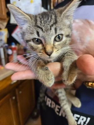 Bibi Kitty : Nibbles, Baby Female Domestic Short Hair