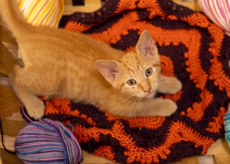 Saffron