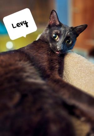 Levy, Adult Female Domestic Short Hair