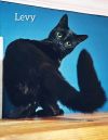 Levy photo 3