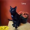 Levy photo 5