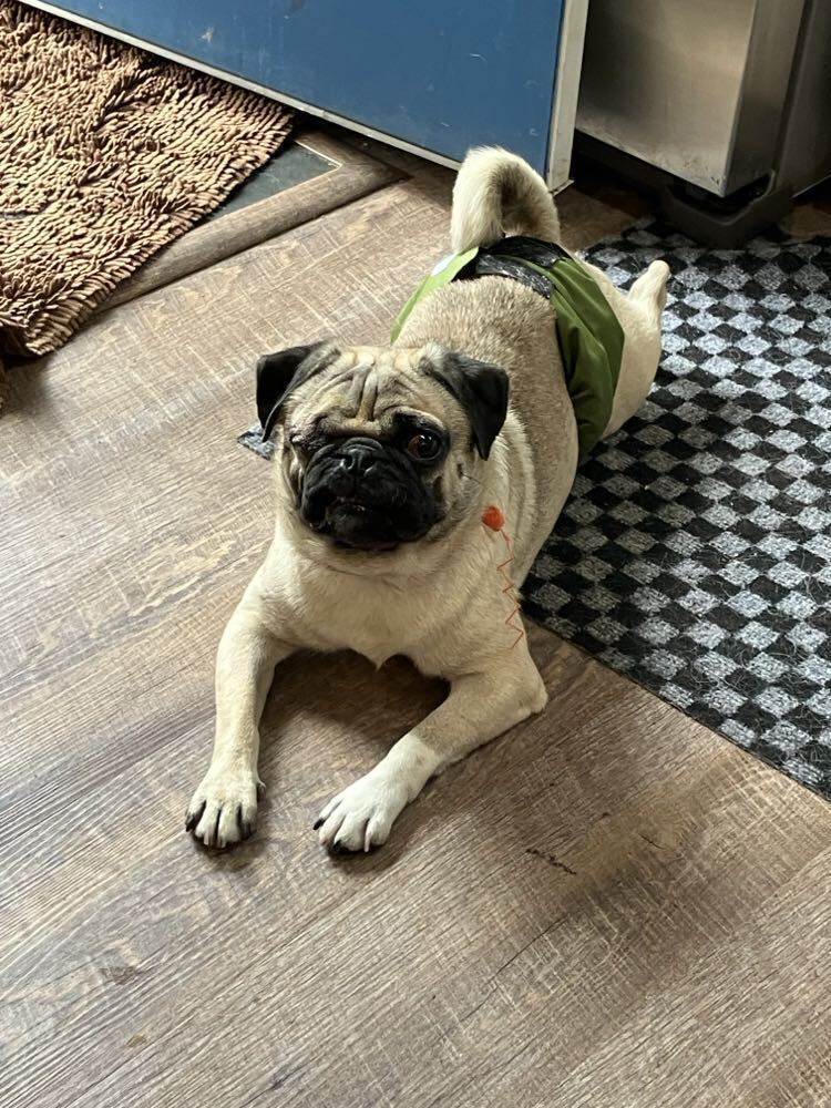 Dino, an adoptable Pug in Eagle, ID, 83616 | Photo Image 1