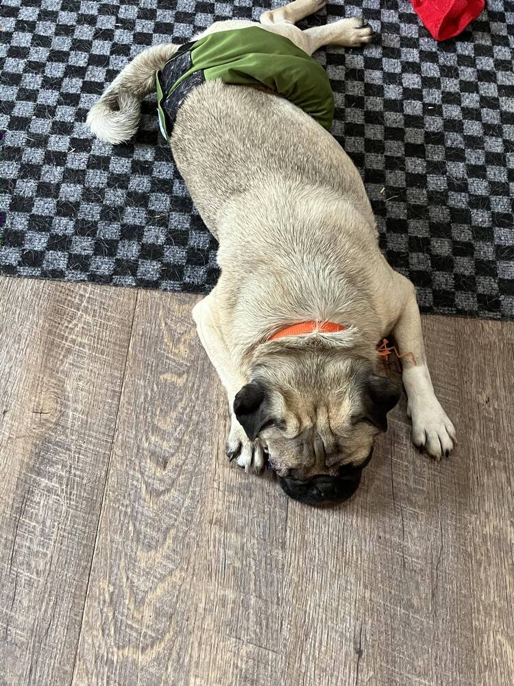 Dino, an adoptable Pug in Eagle, ID, 83616 | Photo Image 2