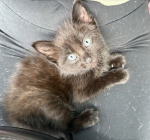 Fern, Baby Male Domestic Short Hair