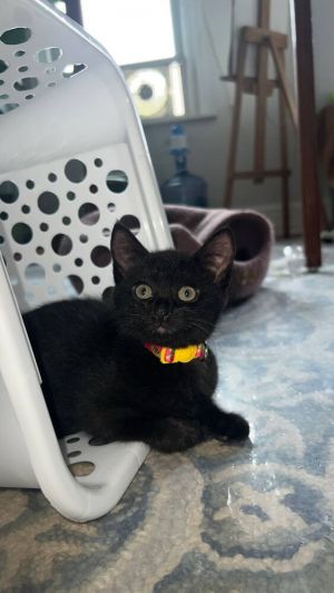Arlo (formerly Carly) (Name Game Litter), Baby Male Domestic Short Hair