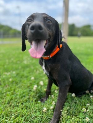 Dakota is a sweet three-year-old male Black Labrador Retriever He finds himself in need of a new ho