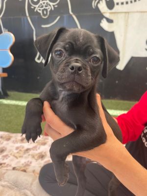 Nimbus Pug Dog