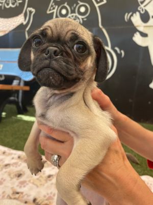 Stormy Pug Dog