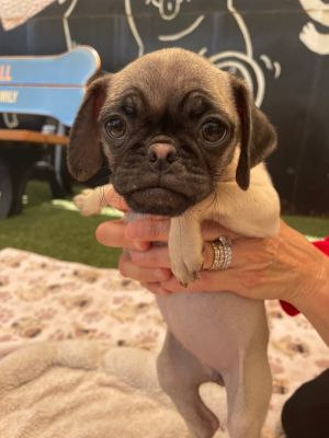 Meadow Pug Dog