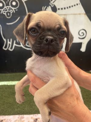 Meet Drizzle one of the cutest little guys youll ever lay eyes on This special pup was born right