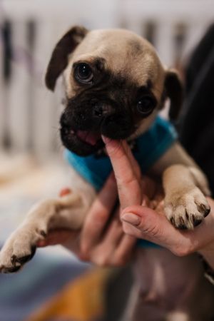 Meet Drizzle one of the cutest little guys youll ever lay eyes on This special pup was born right