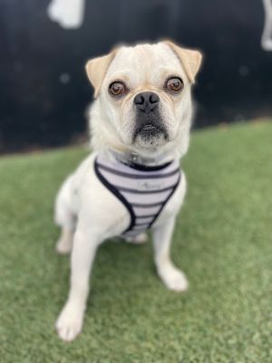 Bug Pug Dog