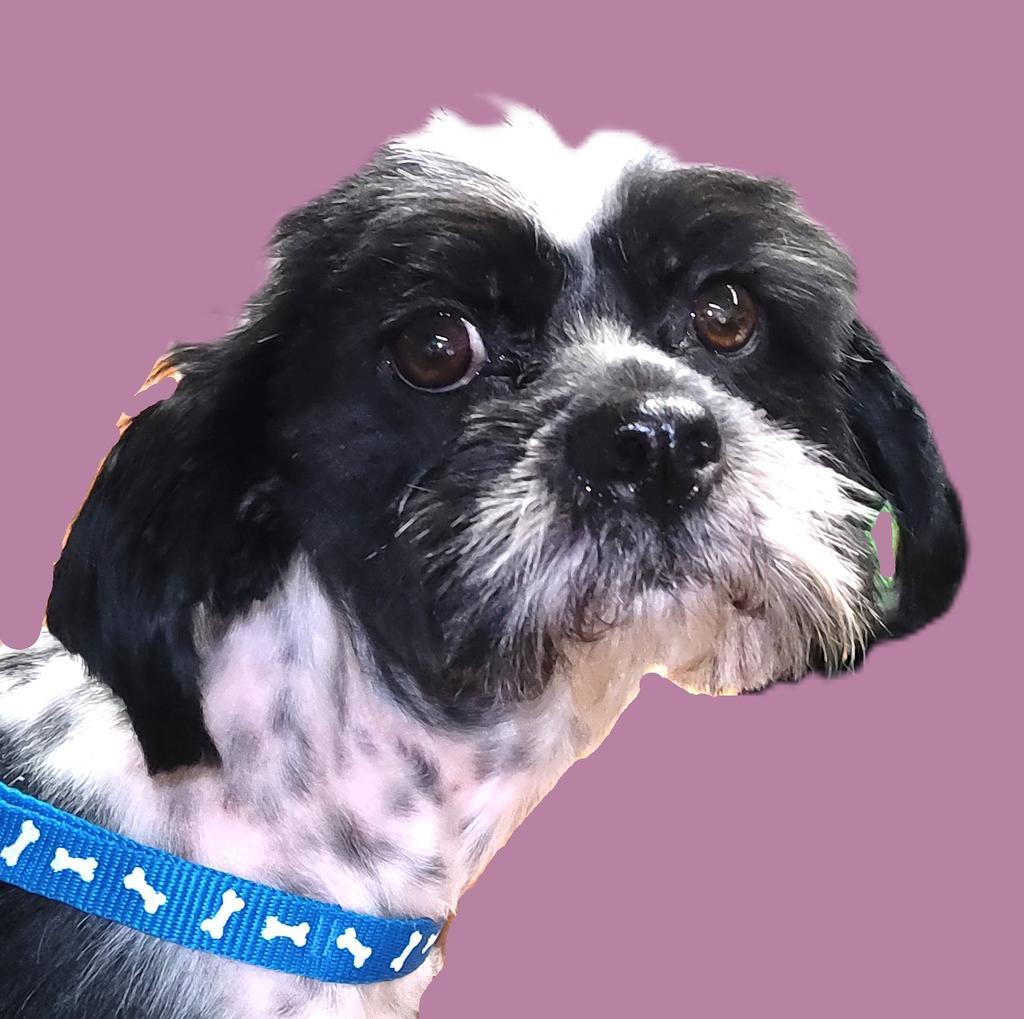 Duchess (A115841), an adoptable Havanese, Mixed Breed in Pahrump, NV, 89048 | Photo Image 1
