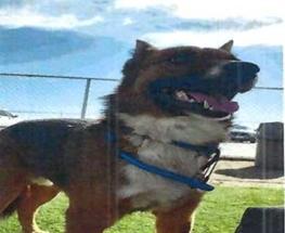 Ranger (A114165)