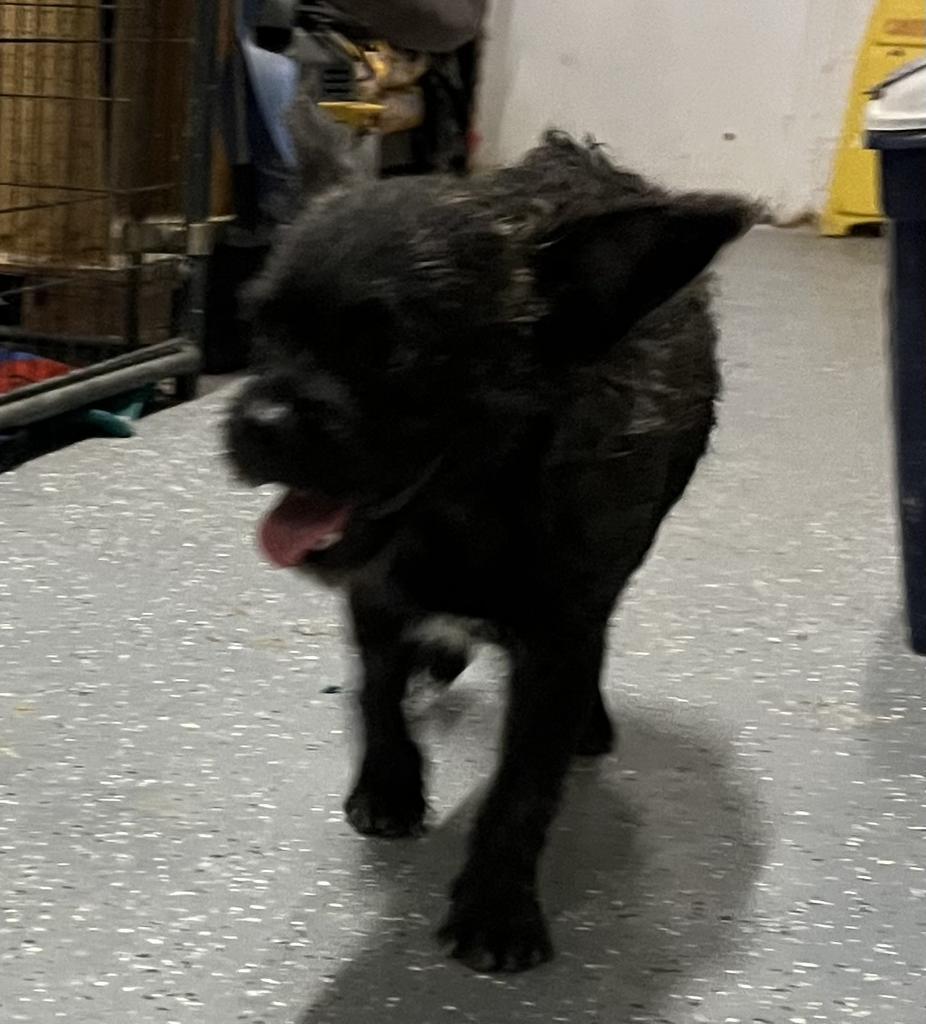 Pepper