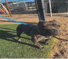 Latte (A114510)