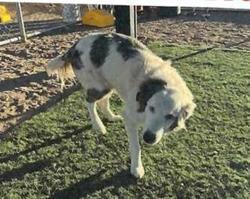 Shelly (Cordelia) (A114283)