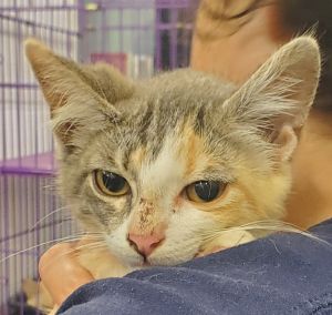 Zahra, Baby Female Domestic Short Hair