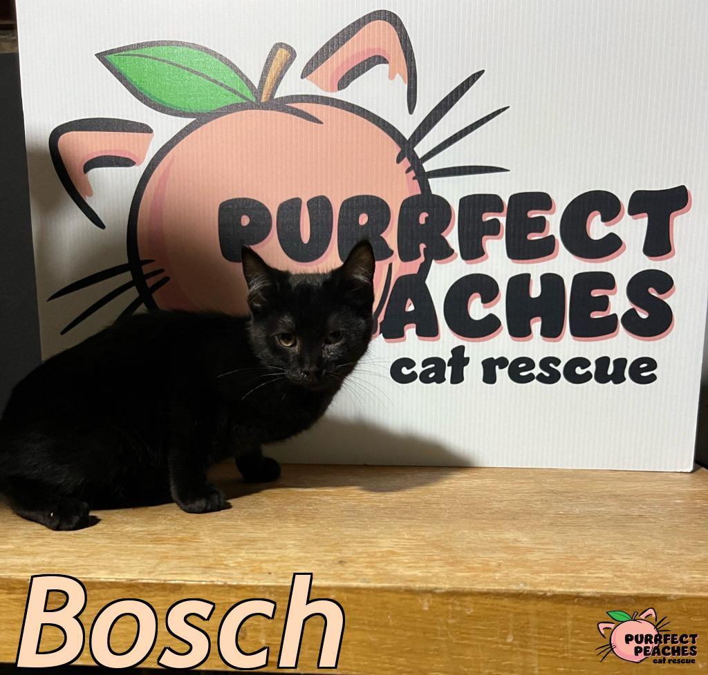 Bosch