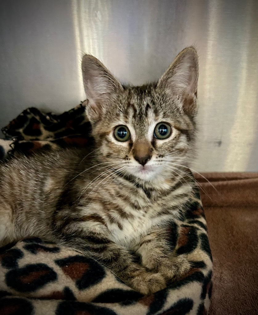Kitkat