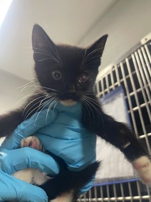 Cass, Baby Male Domestic Medium Hair