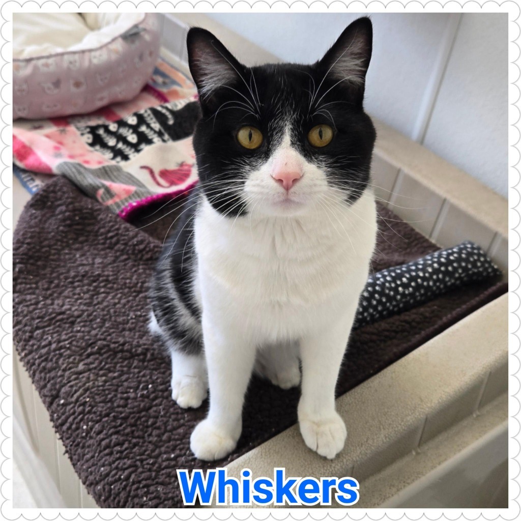 Whiskers
