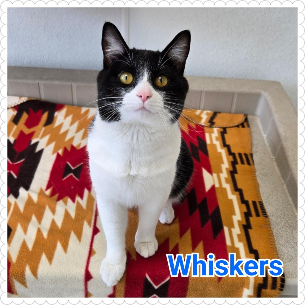 Whiskers