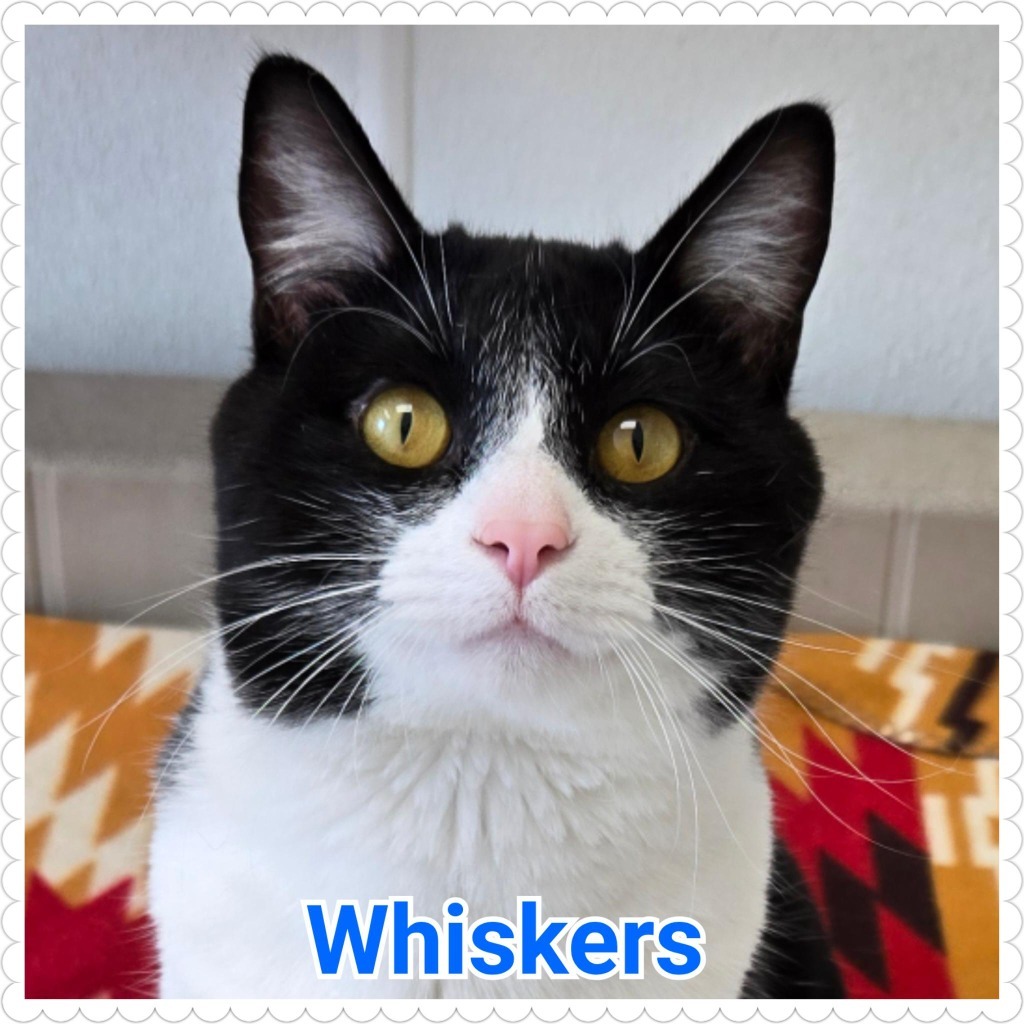 Whiskers