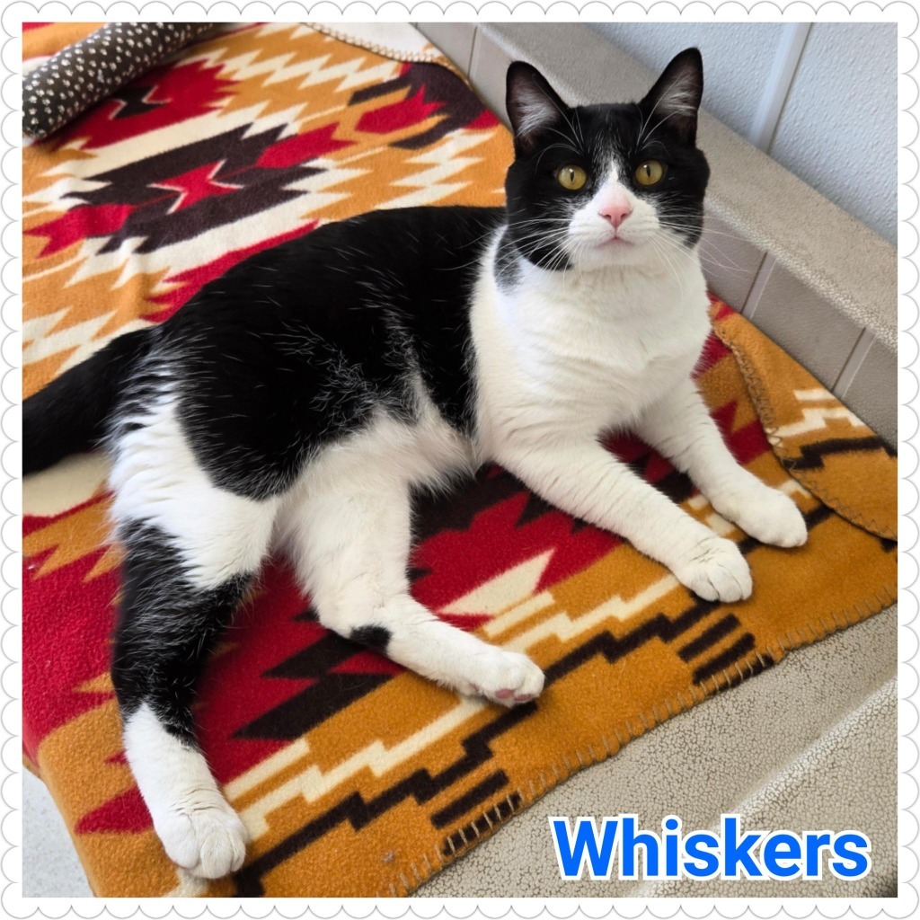 Whiskers