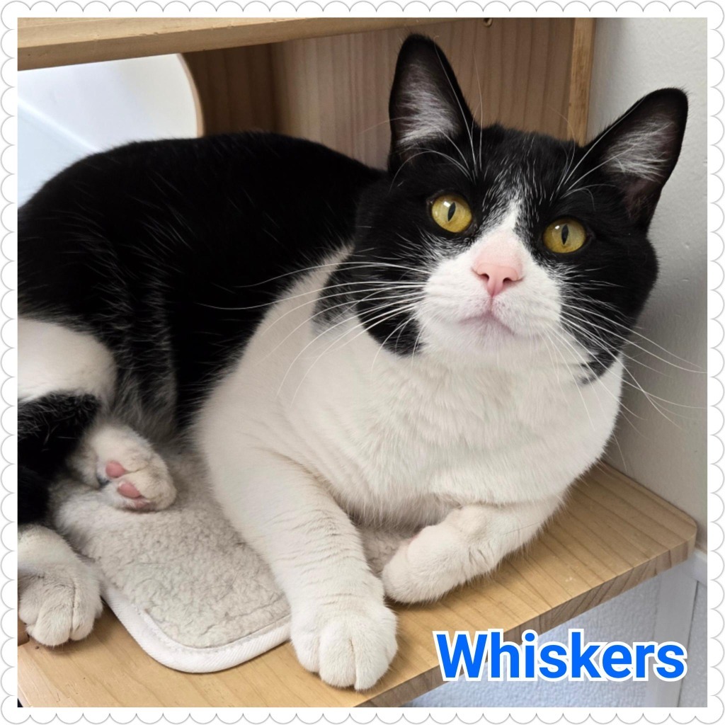 Whiskers