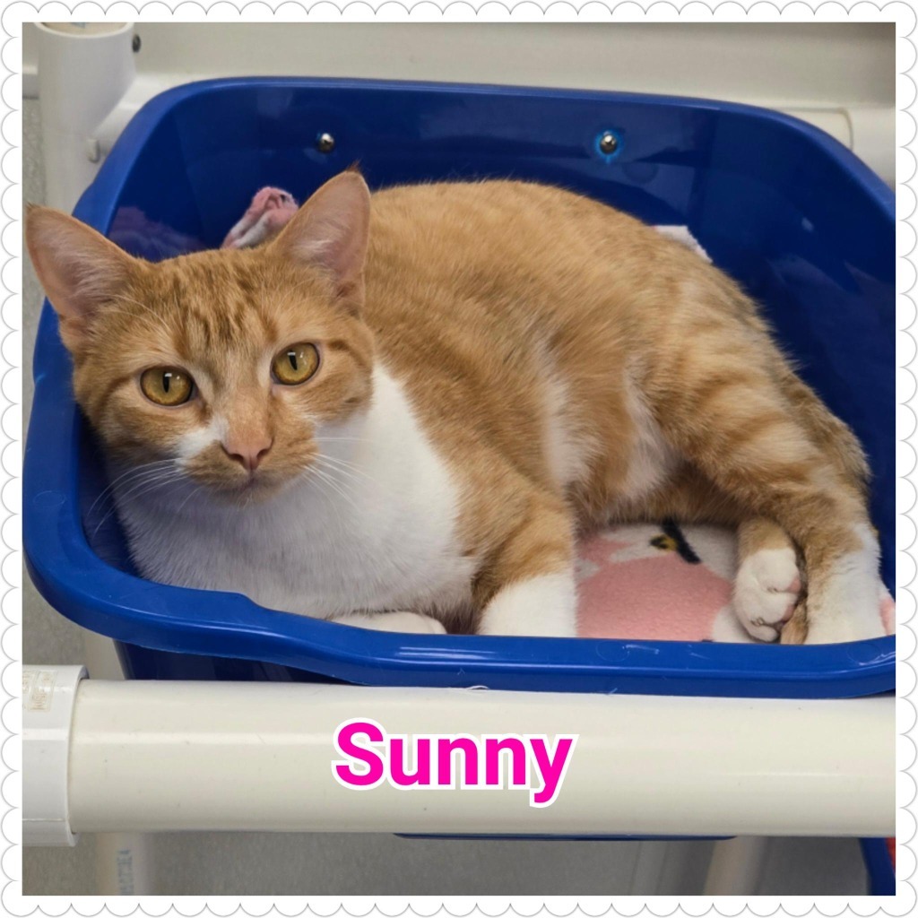 Sunny