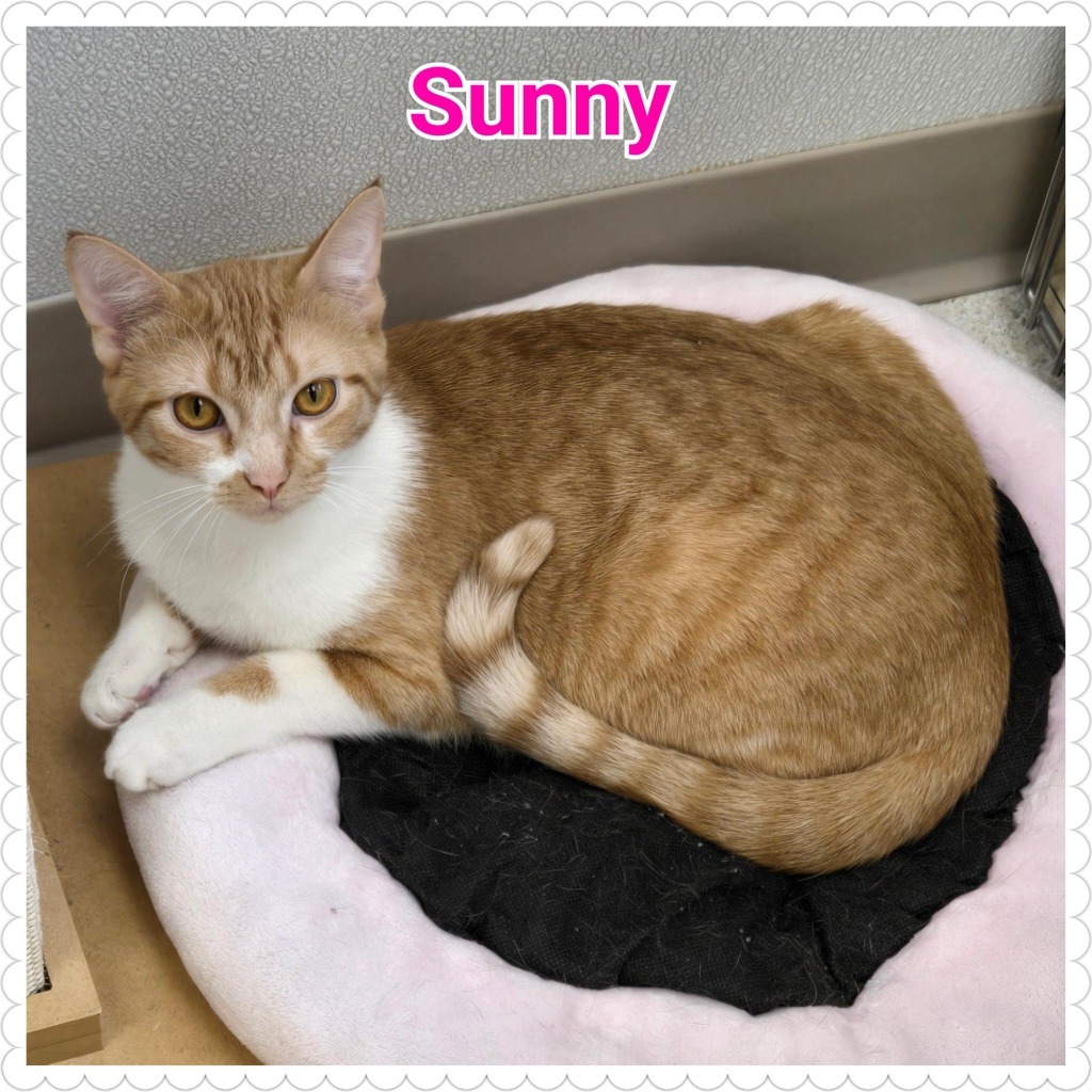 Sunny