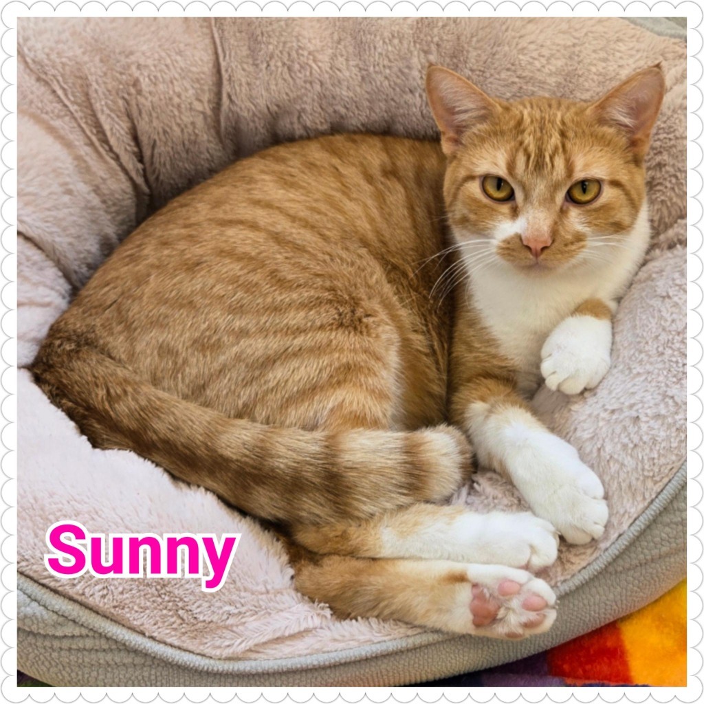 Sunny