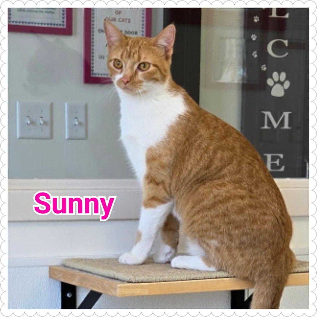 Sunny