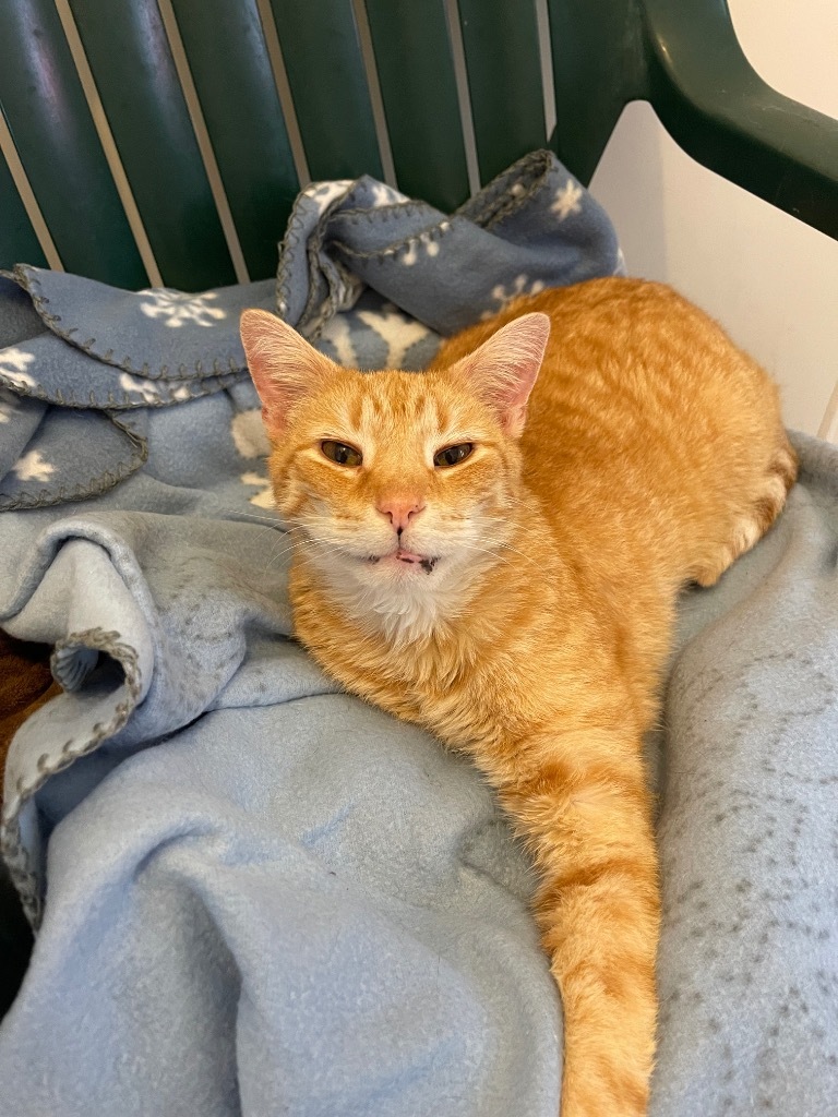 Garfield