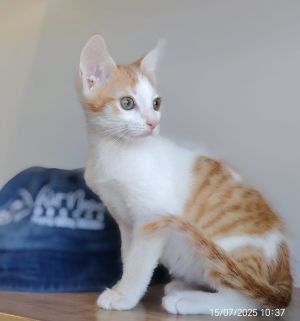 Remi, Baby Male Domestic Short Hair