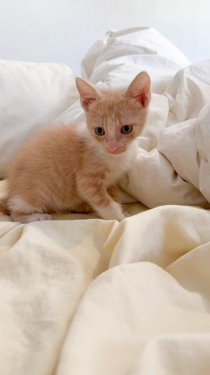 Mushu, Baby Male Domestic Short Hair
