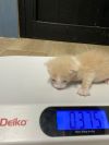Mushu photo 3