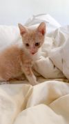Mushu photo 5