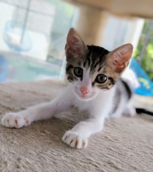 Rupert, Baby Male Domestic Short Hair