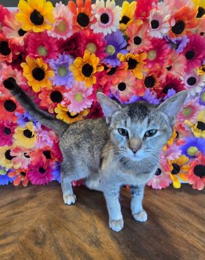 Georgie, Young Female Domestic Short Hair