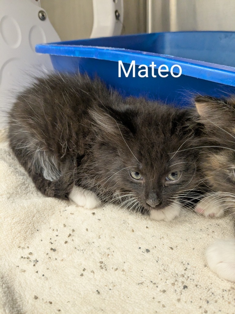 Mateo