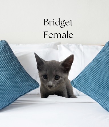 Bridget